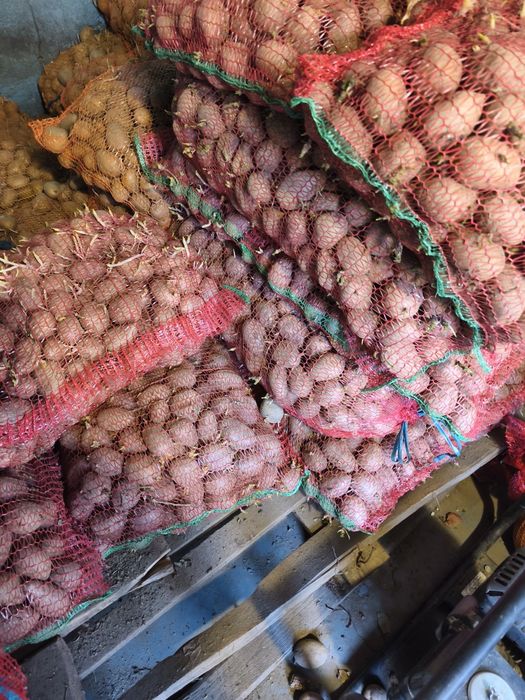 Cartofi de sămânță albi și roși