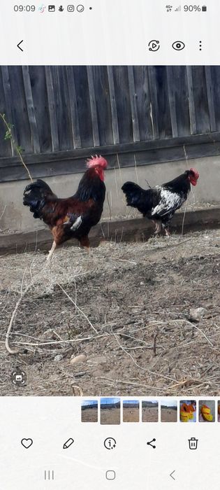 Әтештер сатылады