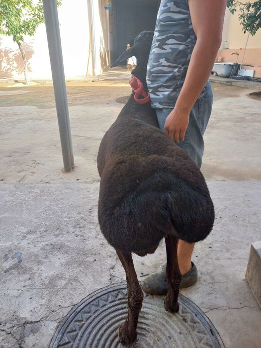 Кучкор сотилади qochqor uyda boqilgan qoy halol qassob