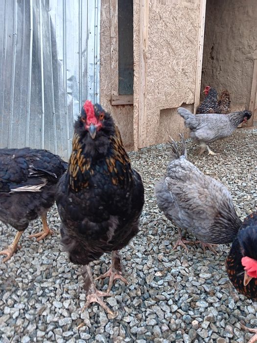 Oua pt incubat de la pasarile din imagini