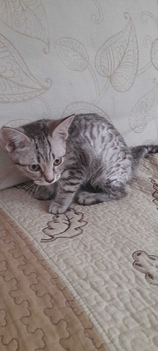 Котенка в добрые руки