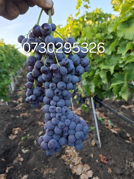 Vând Butași viță de vie Altoiți și Hibrizi la preț de PRODUCĂTOR