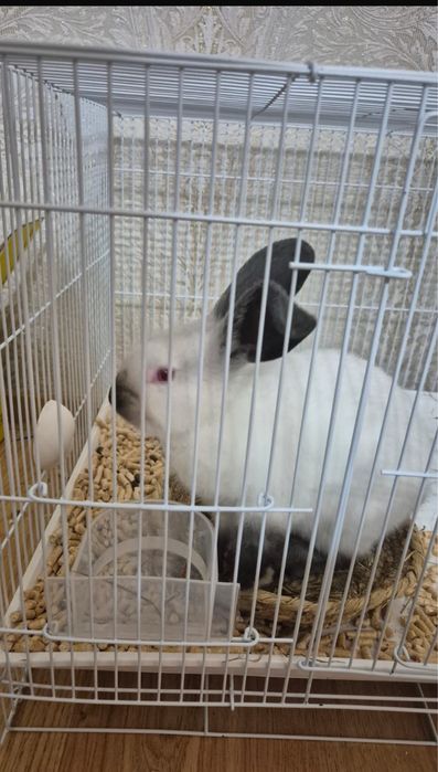 Кролик домашний питомец