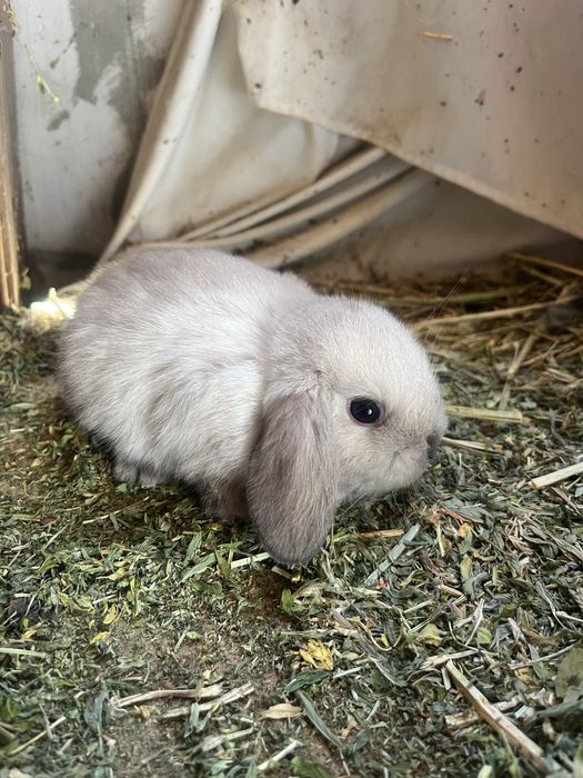 Iepurași Holland Lop ( berbec pitic)