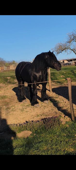 Iapa cu manz de vanzare