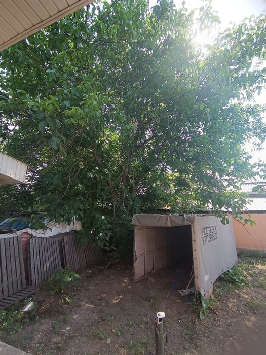 Дерево ореховое