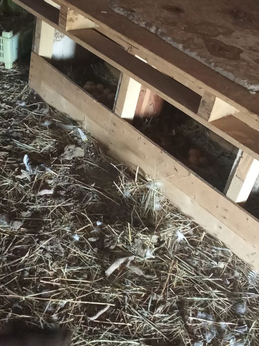 Домашние  куры молодки