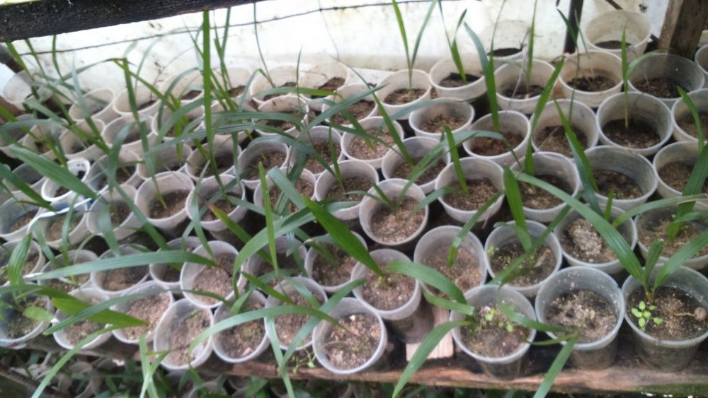 Предлагам малки студоустоичиви палми - 10 бр за 60 лв Tрахикаптус.