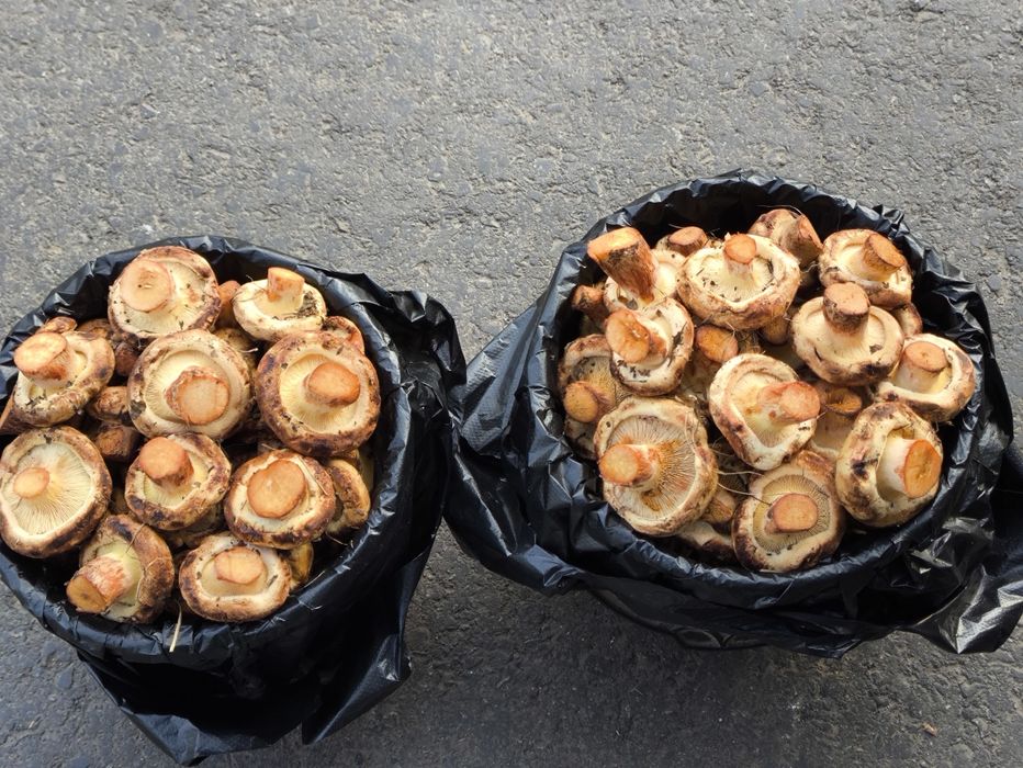 Грибы маринованные