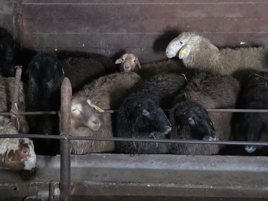 Продаются бараны