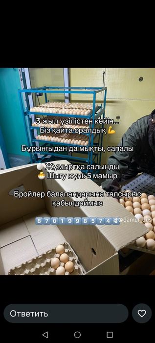 Цыплята бройлера Кобб 500