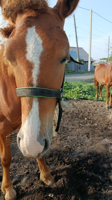 Продам лошадей кобыла и тай