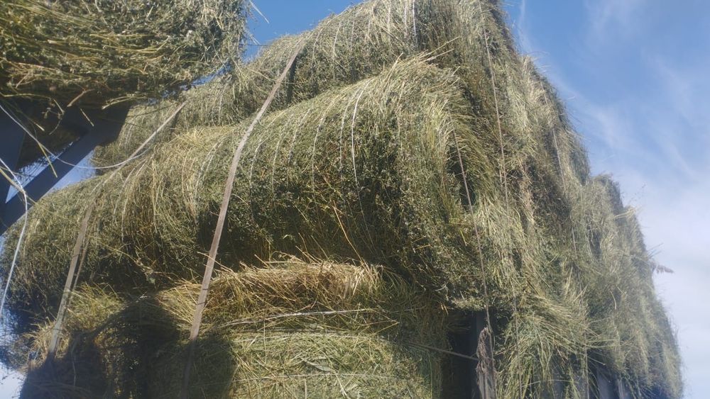 Сено люцерна жоношка урлон свежый укос жоношка сатамын урлон жоношка с