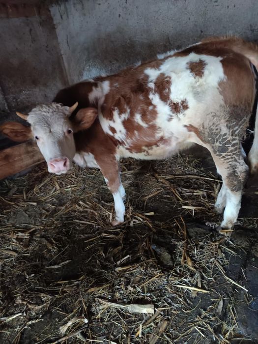 De vânzare două vițele!