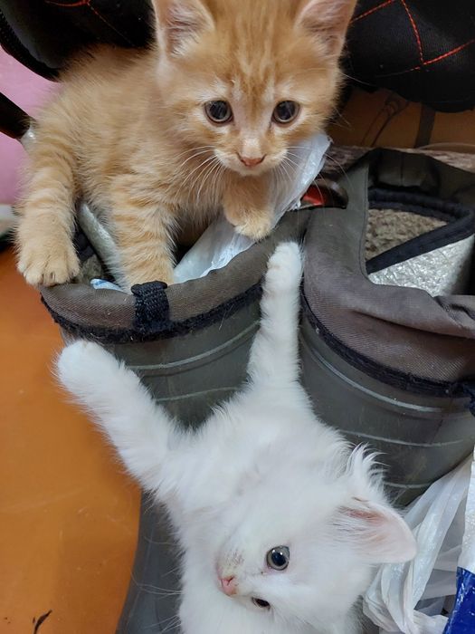 Отдам котят в добрые руки