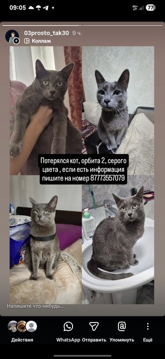 Пропал кот серого окраса орбита