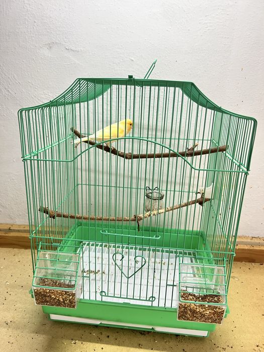 Конорейки поющие