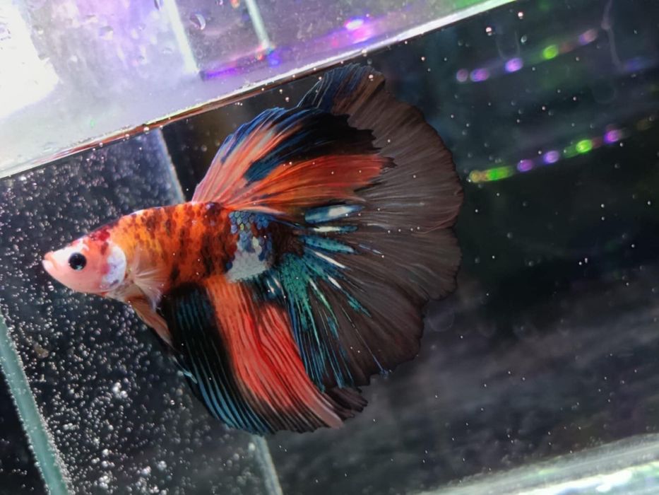 Pesti betta rari : koi,nemo,plakat.veiltail,shortfin,marble