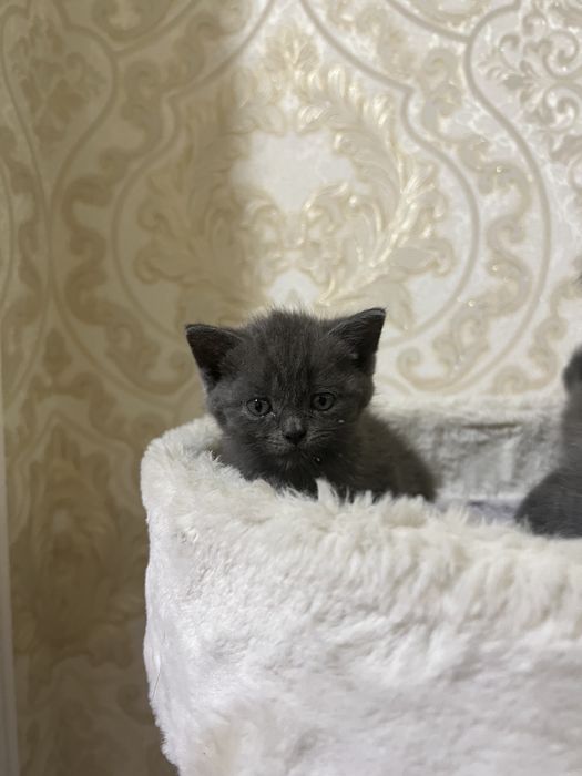 Скотиш фолд