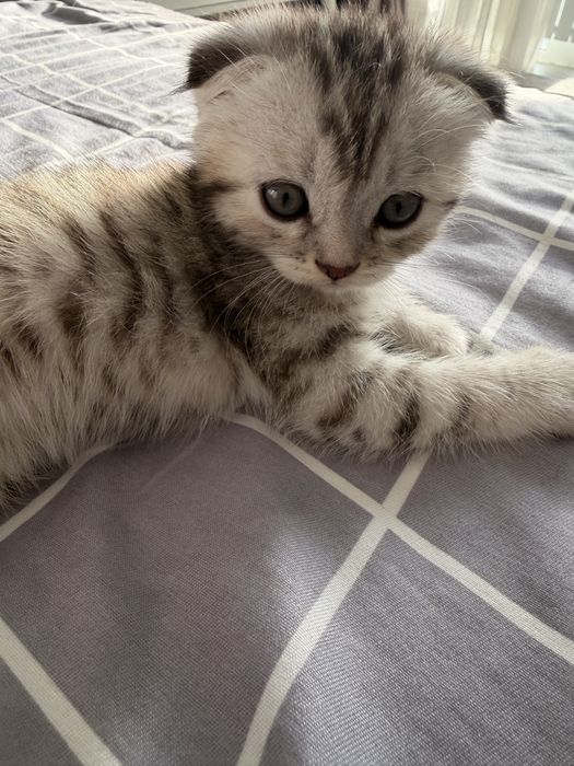 Продам котенка вислоухая. Девочка