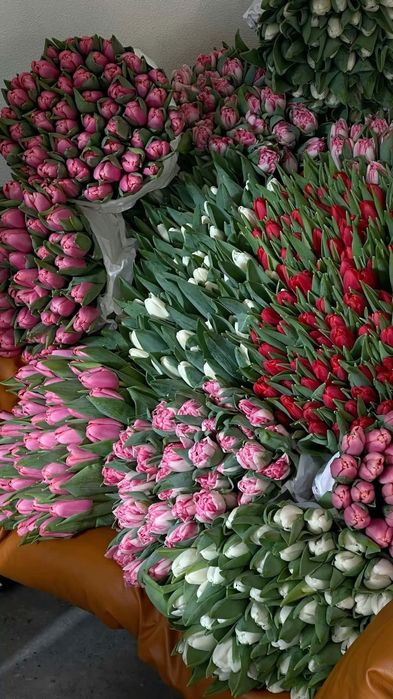 Шикарные тюльпаны по цене производителя