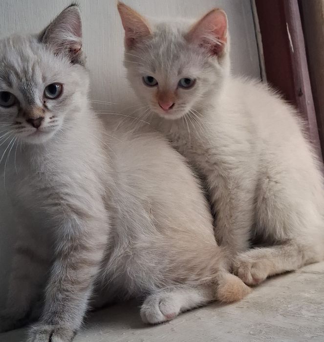 Котята  домашние