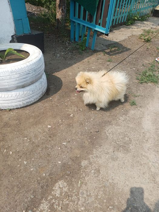 Кобель на вязку , опытный
