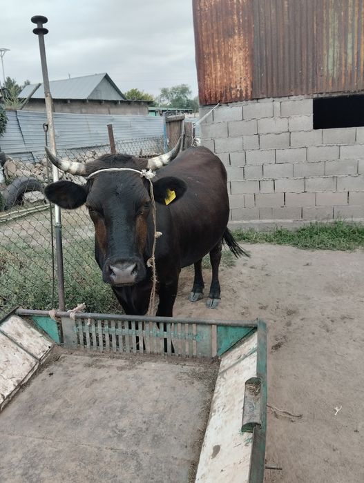 Продаётся корова