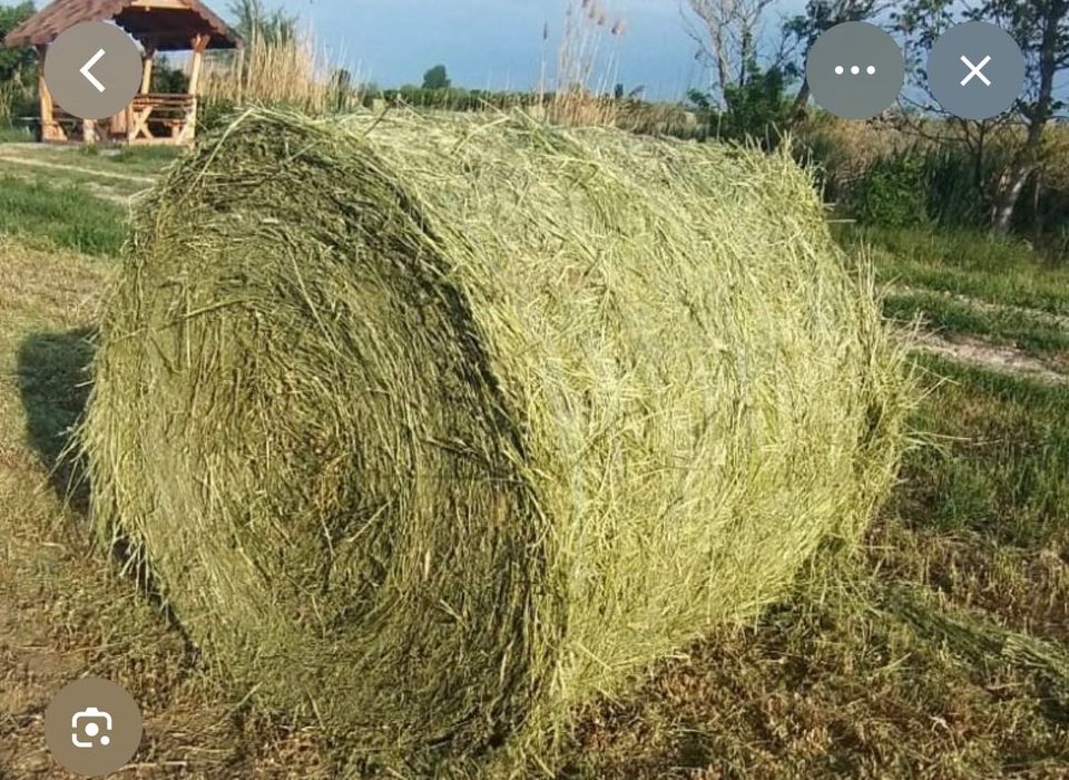 Vând baloți de lucernă