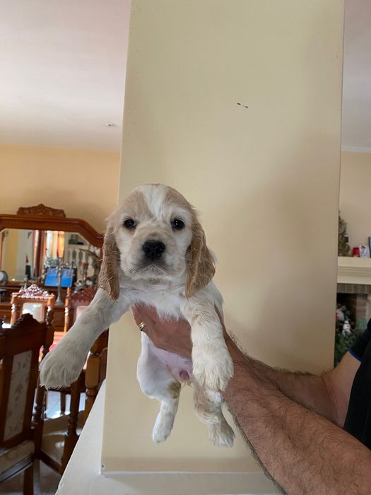 Cocker spaniel  auriu