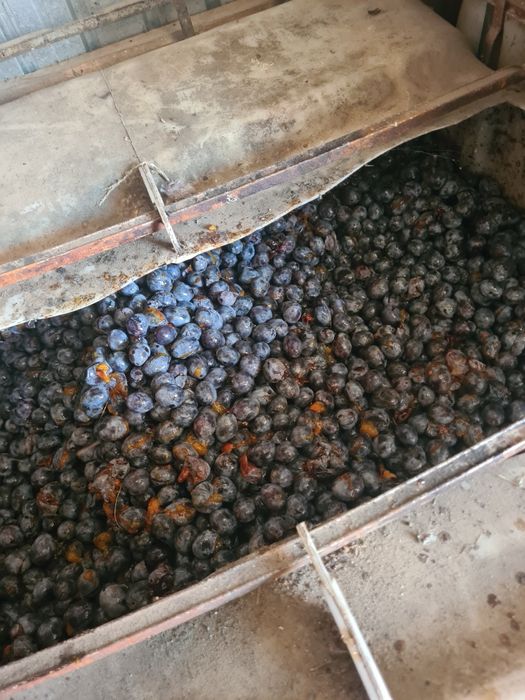 Prune pentru țuică