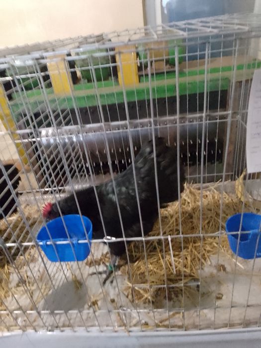 Oferta familie australorp!