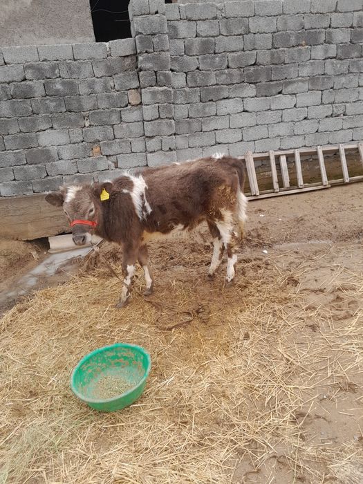 1 жасар тана сатылады