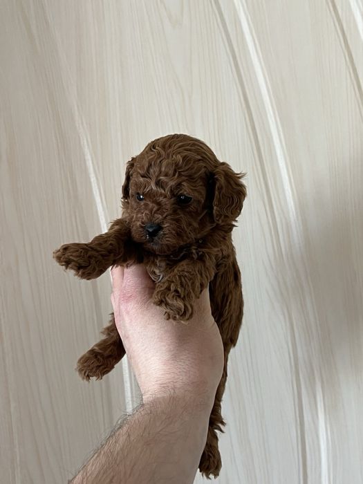 Той Пуделчета мини мини