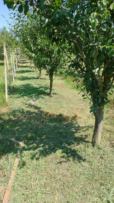 Vând teren intravilan