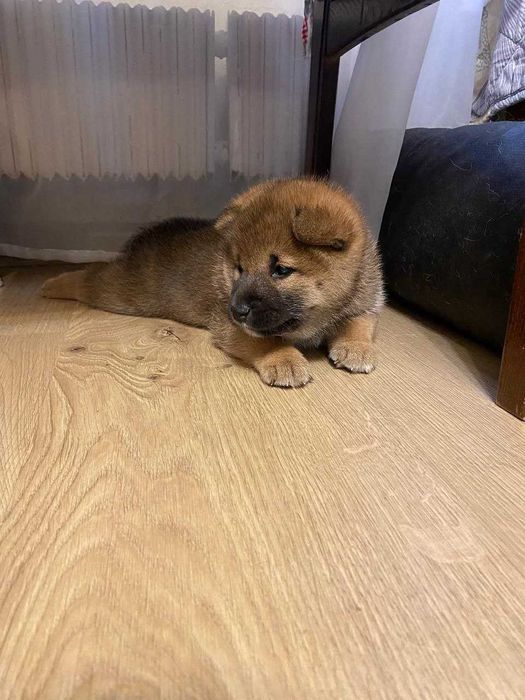 бронь щенков Сиба Ину