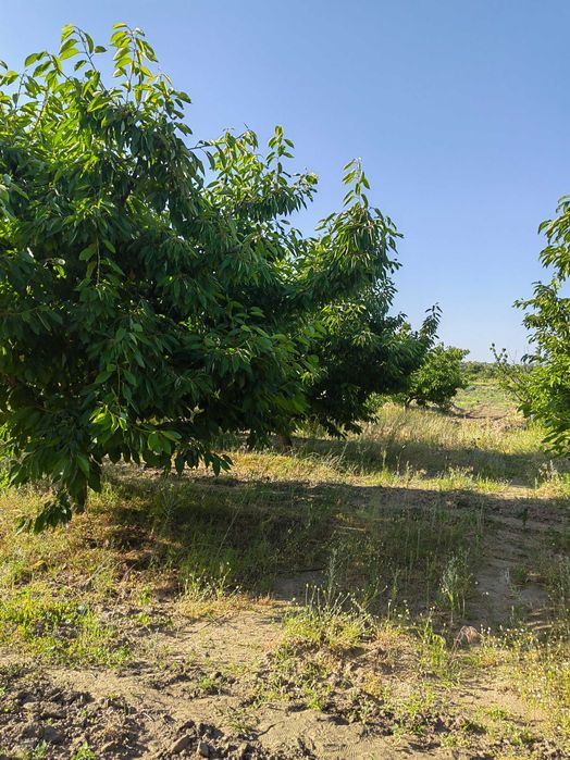 Продава се Земеделски имот в с. Виноградец, Област Пазарджик -  кв.м за 204 €/дка - Снимка #2