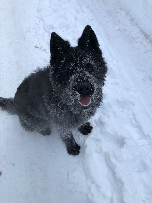 Кобель. Вязка. Черная немецкая овчарка