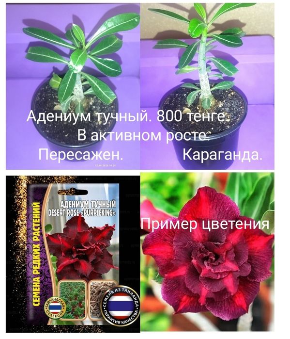 Комнатные растения