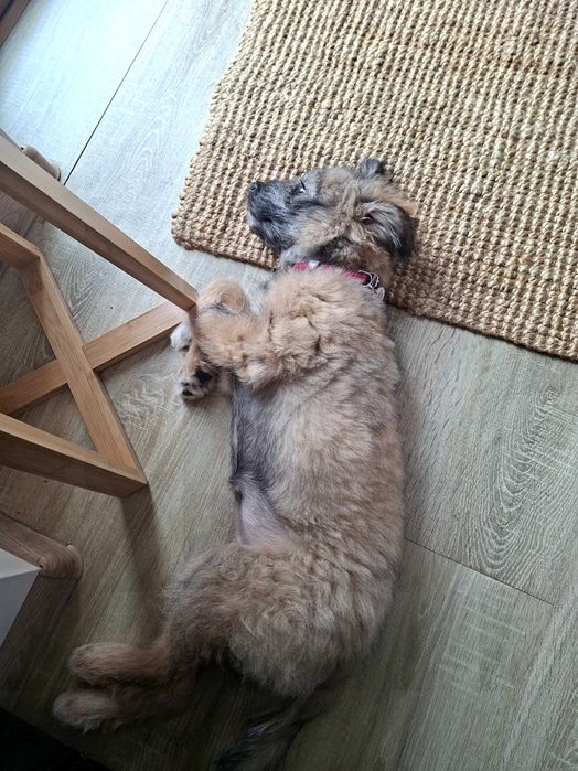 Donez catelusa metis 4 luni