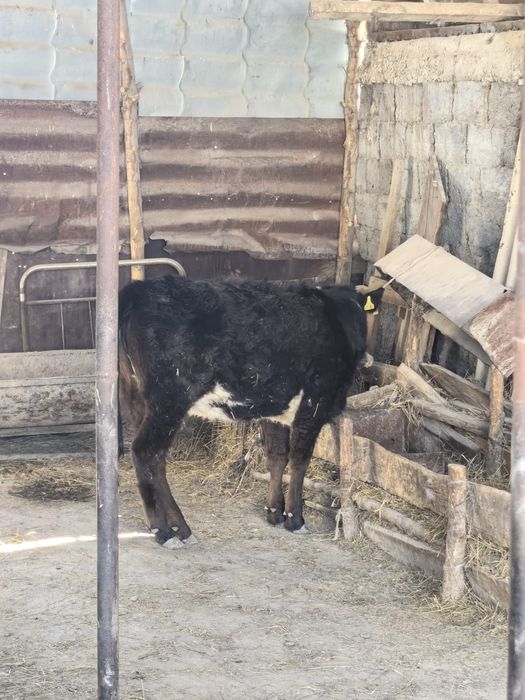 Обменяю годовалую тёлочку