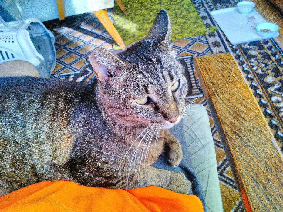 Дом= Шанс за живот за коте Сивчо