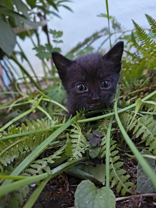 Отдаем котят в добрые руки