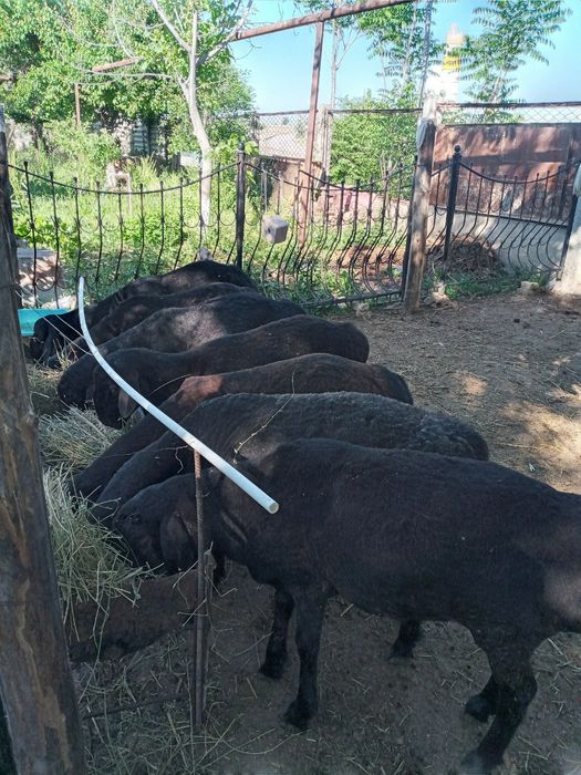 Qóchqor qoylar bor qurbonlik uchun