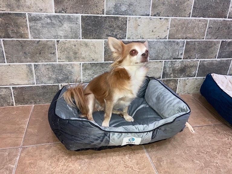 Лежанка для собак и кошек