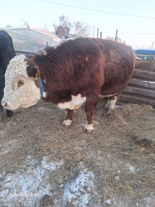 Продам быка белоголового