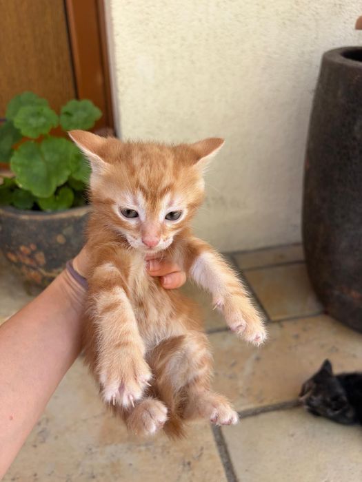 Подарявам малки котета