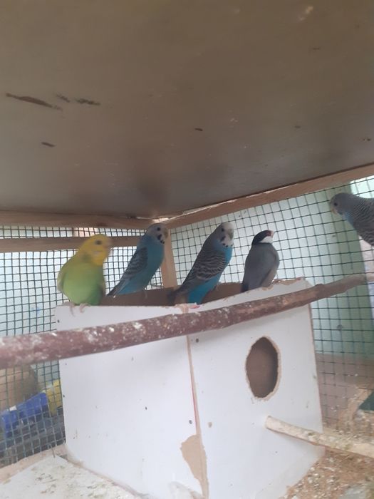 Papagali Perusi Pui și Maturi