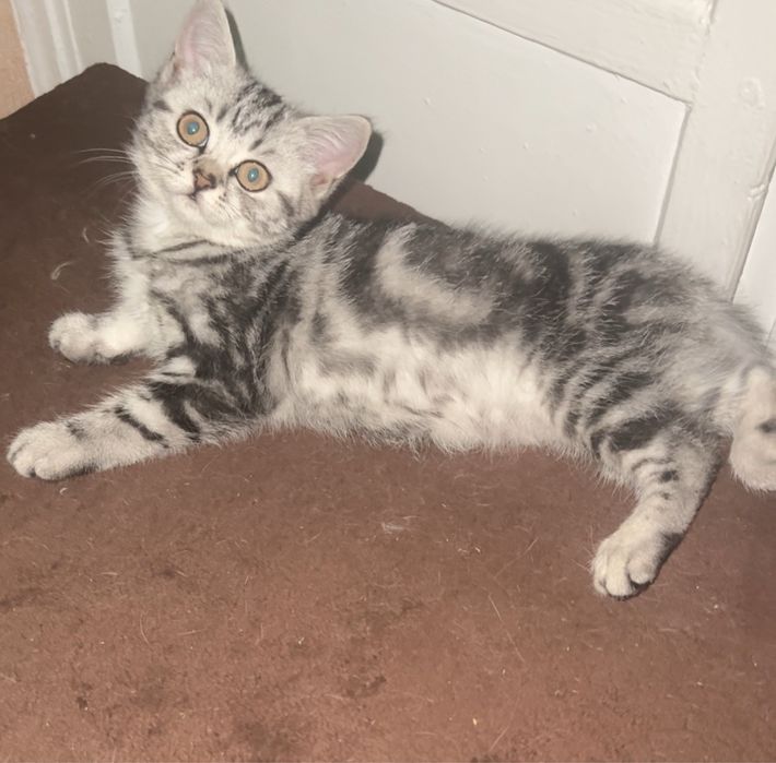 Семейка красавиц