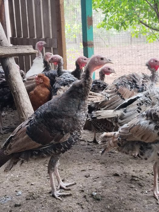 Продам индюшат домашних в Астане